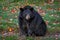 Black bear wondering in Quebec, Canada.