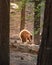 Black Bear Yosemite National Park