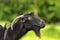 Black bearded goat portrait