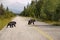 Black Bears crossing the road