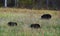 Black bears in grass