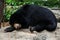 Black bears sleep