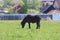 Black beautiful foal eats fresh grass in field