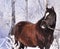 Black beautiful horse on the background of a fabulous winter forest.