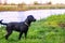 Black beautiful spaniel