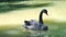 Black beautiful swan swimming in a pond. slow motion. 3840x2160