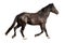 Black beautiful young strong racehorse galloping she is isolated on a white background, farm animal, horse on a white background