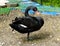 Black Beauty, A Black Swan