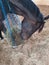 Black beauty horse eating hay in a bag