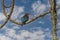 Black bee-eater, Merops gularis