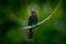 Black bee-eater, Merops gularis, bird in the family Meropidae. African tropical rainforest. Black bee-eater sitting on the tree