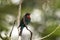 Black bee-eater, merops gularis, Uganda