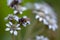 Black bee feeding on a white wildflower