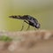 Black bee fly insect macro