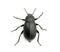 Black beetle