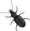 Black Beetle Bug Insect Vector Illustration