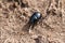 A black beetle Coleoptera found in the woods..