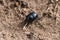 A black beetle Coleoptera found in the woods..