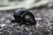 Black beetle crawling on the asphalt