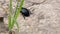 Black beetle crawling on the stone.