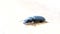 Black beetle crawls on wooden board