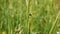 Black beetle on green field grass