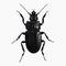 The Black Beetle Insect Arthropod Variation 4 Isolated, Transparent Background