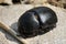 A black beetle isolated on rock