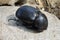 A black beetle isolated on rock