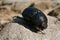 A black beetle isolated on rock