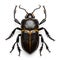 Black beetle isolated on white background. Front view.