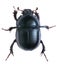 Black beetle isolated on white background. Macro