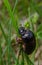 A black beetle with a long horn in a natural enviroment. Scarabaeidae family. Copris hispanus