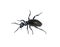 Black Beetle of Meloe proscarabaeus male M. proscarabaeus on white