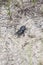 Black beetle in natural environment.