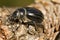 Black Beetle (Pimelia costata)