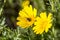 Black Beetle pollinates a yellow daisy wildflower against a green grass background