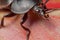 Black Beetle Portrait