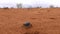 Black beetle on red desert sand looking for a shelter from rain