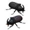 Black beetle rhinoceros on white background