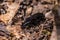 Black beetle running on forest soil