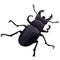 Black beetle stag on a white Vector