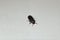 Black beetle on white background | mealworms. Stages of the mealworm, adult