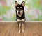 black and beige husky mix puppy dog standing up looking at camera