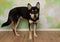 black and beige husky mix puppy dog standing up smiling