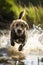 Black and beige labrador dog running in water over grass created using generative ai technology