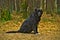 Black Belgian Sheepdog