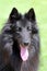 Black Belgian Shepherd Dog