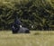 Black Belgian Shepherd dog looking in a natural park