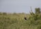 Black Belled Bustard in a dry grass at Masai Mara, Kenya